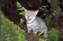 Felis catus on Chatham Island, New Zealand (Photo: Rex Williams, Chatham Island Taiko Trust)