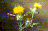 Centaurea melitensis (Photo: � John M Randall/The Nature Conservancy)