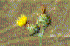 Centaurea melitensis (Photo: � John M Randall/The Nature Conservancy)
