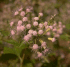 Flowers of Chromolaena odorata at Kuta Beach on Lombok, Indonesia (Photo: Colin Wilson)