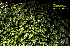 General appearance of Clidemia hirta