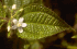 Leaf and flower of Clidemia hirta at Marihat in northern Sumatra, Indonesia (Photo: Colin Wilson)