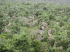 Damage caused by Aulacaspis yasumatsui in Guam (Photo: Anne Brooke, Guam National Wildlife Refuge)