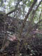 Japanese honeysuckle spiral trunk damage to the invasive plant Ligustrum vulgare (Photo: Martin Kohl)