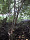 Japanese honeysuckle spiral trunk damage to the invasive plant Ligustrum vulgare (Photo: Martin Kohl)