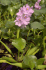 Flowering plant of Eichhornia crassipes at Brisbane, Queensland, Australia (Photo: Colin Wilson)