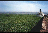 Water hyacinth at Port Kisuma, Africa (Photo: Aquarius Systems, Wisconsin, USA)