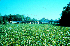 Water hyacinth clogging the Ortega River (Photo: Don Schmitz)