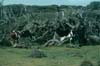 Enderby Island cattle in southern rata (Photo: Pete McClelland, N.Z. Department of Conservation)