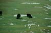 Enderby Island cattle with endangered yellow-eyed penguin in foreground (Photo: Pete McClelland, N.Z. Department of Conservation)