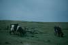 Enderby Island cattle on ridgeline (Photo: Pete McClelland, N.Z. Department of Conservation)