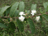 Guava flowers and leaves (Photo: Scott Henderson)