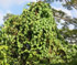 Merremia peltata smothering native vegetation (Photo: Dana Lee Ling)