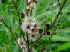 Kunzea ericoides (Photo: Tony Foster)