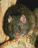 Rattus exulans (Photo: N.Z. Department of Conservation)