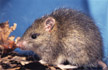 Rattus exulans (Photo: Mere Roberts, Auckland University)