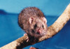 Rattus exulans (Photo: Mere Roberts, Auckland University)