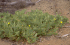 Infestation of Opuntia stricta in the Flinders Ranges, South Australia (Photo: Colin Wilson)