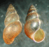 Shells (Photo by D.L. Gustafson)