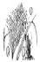 Urochloa maxima (Line drawing: USDA, PLANTS National Database)