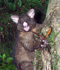 Trichosurus vulpecula on Chatham Island, New Zealand (Photo: Rex Williams, Chatham Island Taiko Trust)