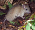 Rattus rattus on Chatham Island (Photo: Rex Williams, Chatham Island Taiko Trust)