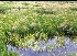 Spartina anglica saltmarsh (Photo: Mark Hammond, University of Ulster, Northern Ireland)