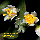 Detail of flowers of Schinus terebinthifolius