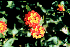Lantana camara flowers (Photo: Gordon Rodda, USGS)