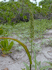 Setaria verticillata (bristly foxtail) (Photo: Forest and Kim Starr, www.hear.org)