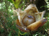 Merremia tuberosa (woodrose)  (Photo: Forest and Kim Starr, www.hear.org)