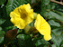 Merremia tuberosa (Flower) (Photo: Forest and Kim Starr, www.hear.org)