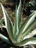 Agave americana (Photo: Forest & Kim Starr)