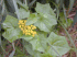 Delairea odorata (Photo: Forest & Kim Starr (USGS))