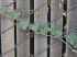 Ivy gourd crawling on fence, Kahului, Maui, Hawaii (Photo: Forest & Kim Starr, USGS)