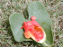 Ivy gourd half eaten fruit and leaf, Kapalua, Maui, Hawaii