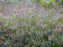 Melinis minutiflora fruiting habit (Photo: Forest & Kim Starr (USGS))