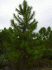 Pinus elliottii (Photo: Forest & Kim Starr (USGS))