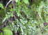 Lygodium japonicum (Photo: Forest & Kim Starr (USGS))