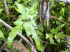 Lygodium japonicum - close up of fronds (Photo: Forest & Kim Starr (USGS))