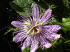 Passiflora foetida (Photo: Forest & Kim Starr (USGS))