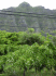 Ivy gourd habit, Kualoa Park, Oahu, Hawaii (Photo: Forest & Kim Starr, USGS)