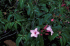 Cryptostegia grandiflora (Photo: Forest & Kim Starr (USGS))