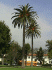 Phoenix canariensis (Photo: W. Mark and J. Reimer)