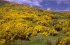 Infestation of Ulex europaeus on the Banks Peninsula, New Zealand (Photo: Colin Wilson)