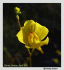 Utricularia gibba (Photo: Shirley Denton, http://www.simple-grandeur.com/usage.php)