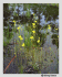 Utricularia gibba (Photo: Shirley Denton, http://www.simple-grandeur.com/usage.php)